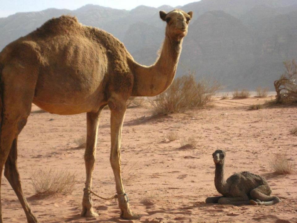 Mojo Camp, Wadi Rum Ngoại thất bức ảnh