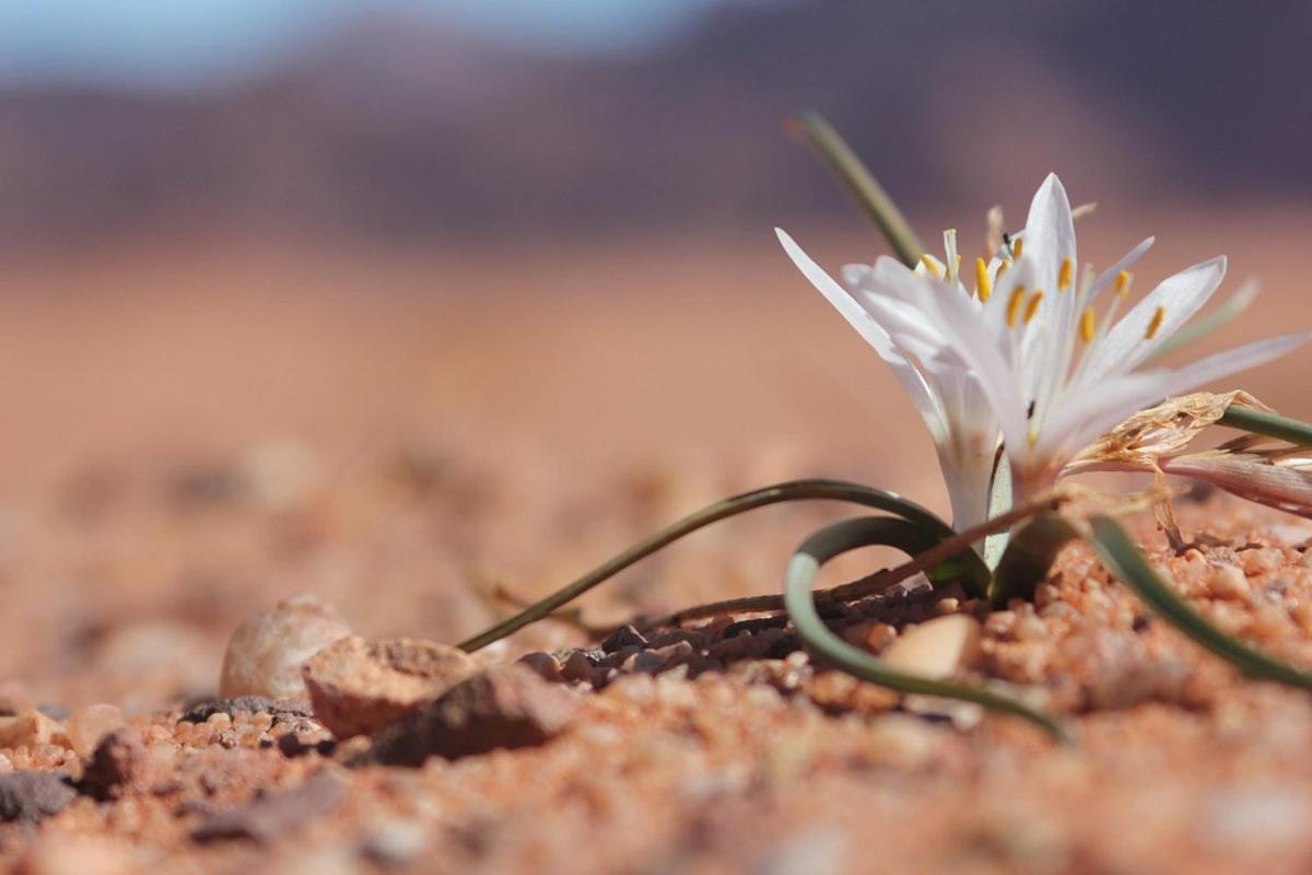 Mojo Camp, Wadi Rum Ngoại thất bức ảnh